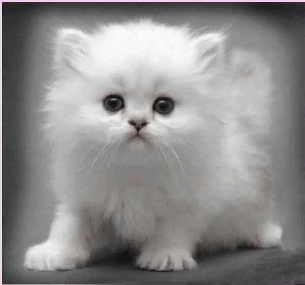 Белые пушистые котята красивые фотографии (26)