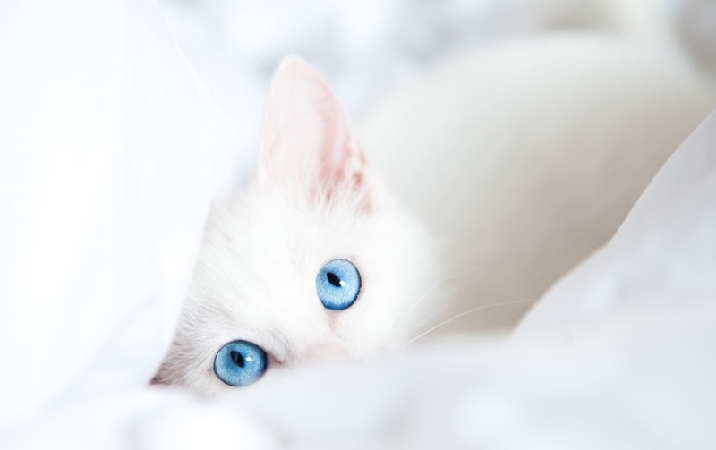 Белые пушистые котята красивые фотографии (27)