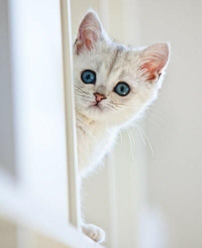Белые пушистые котята красивые фотографии (3)