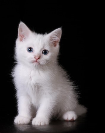 Белые пушистые котята красивые фотографии (4)
