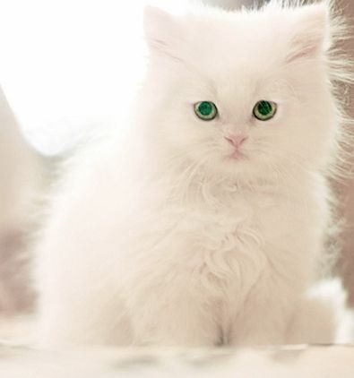 Белые пушистые котята красивые фотографии (5)