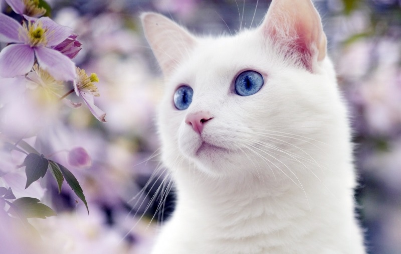 Белые пушистые котята красивые фотографии (8)