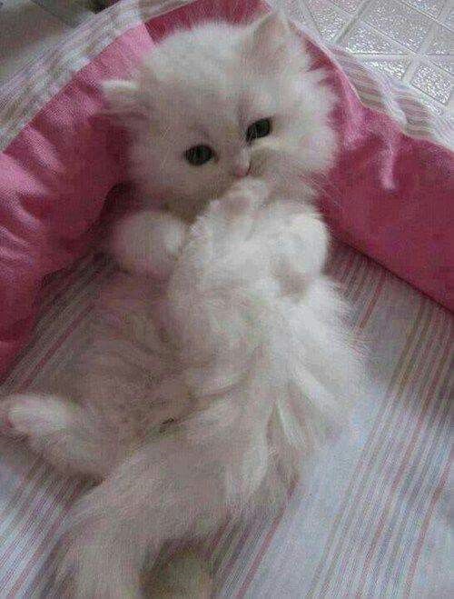Белые пушистые котята красивые фотографии (9)