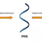Как функционирует РНК?