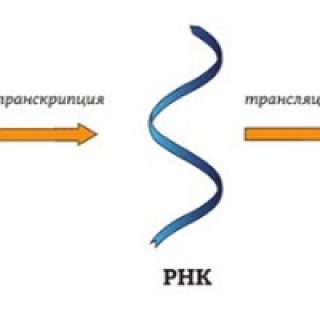 Как функционирует РНК
