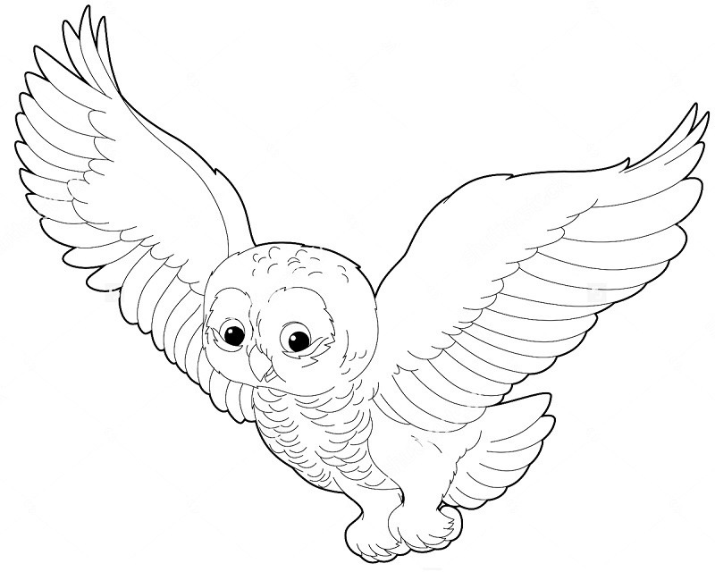 Картинки сова для срисовки (2)