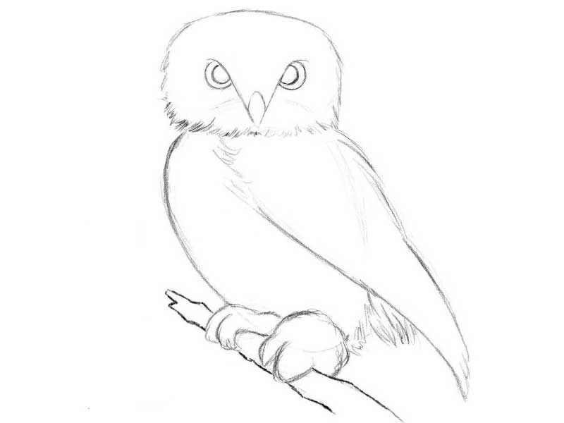 Картинки сова для срисовки (7)