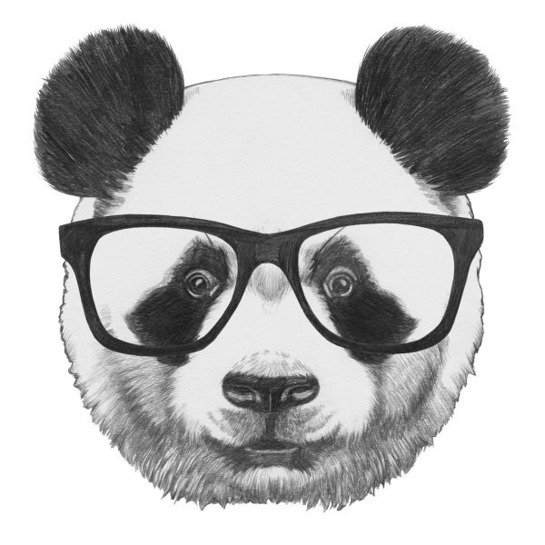 Нарисованные картинки панды (14)