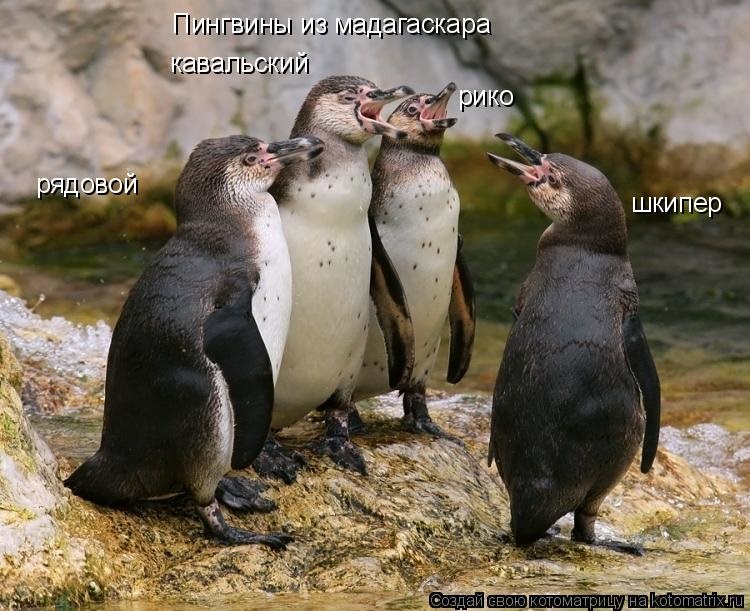 Подборка картинок пингвины мадагаскара хуманизация (4)