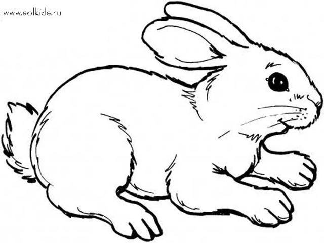 Рисунки кролики для детишек (13)