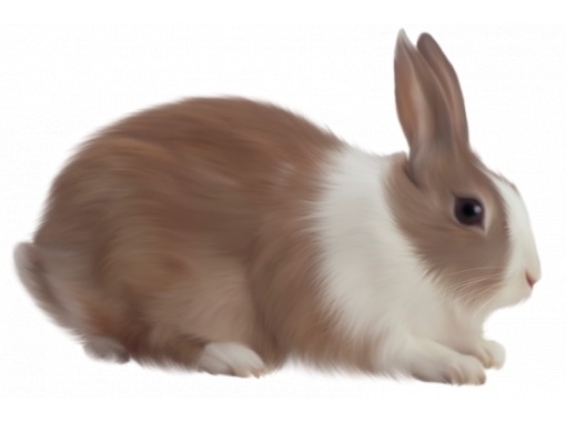 Рисунки кролики для детишек (19)