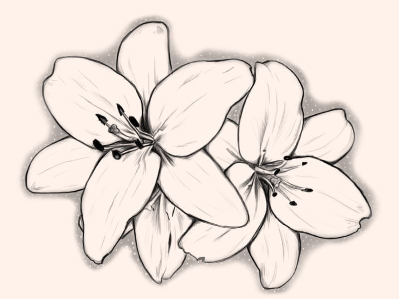 Рисунки цветов для срисовки цветные (10)