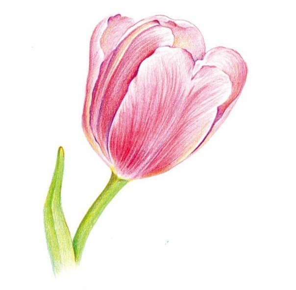 Рисунки цветов для срисовки цветные (11)