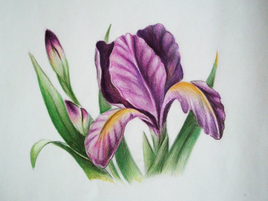 Рисунки цветов для срисовки цветные (17)