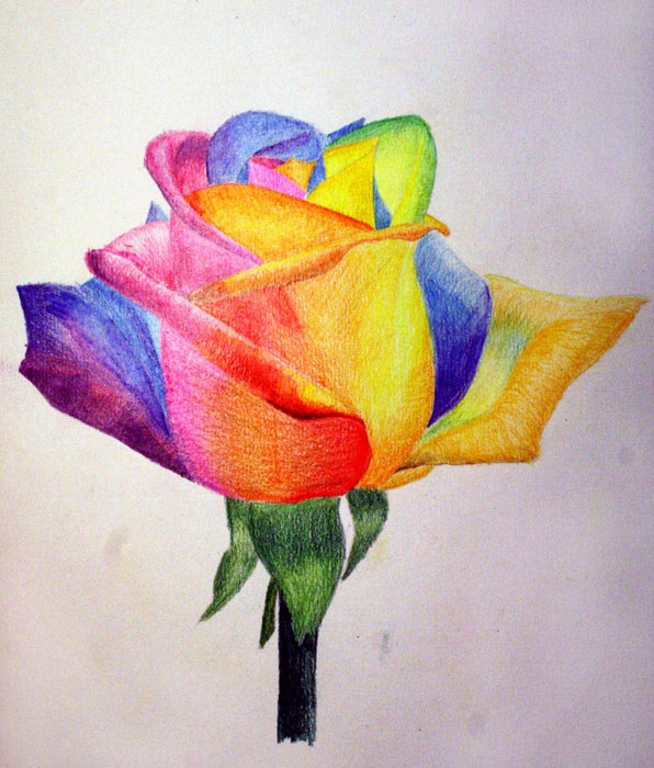 Рисунки цветов для срисовки цветные (18)