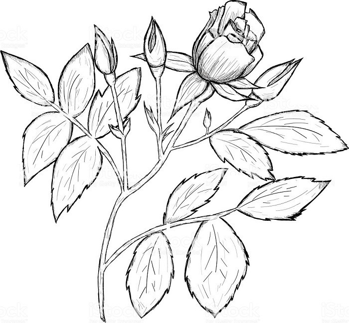 Рисунки цветов для срисовки цветные (19)