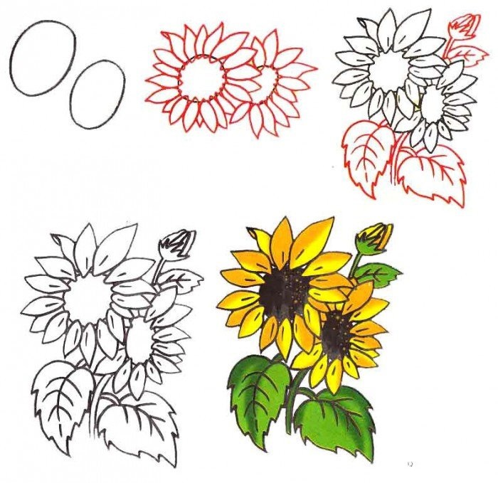 Рисунки цветов для срисовки цветные (20)