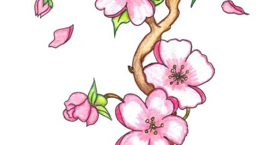Рисунки цветов для срисовки цветные (5)
