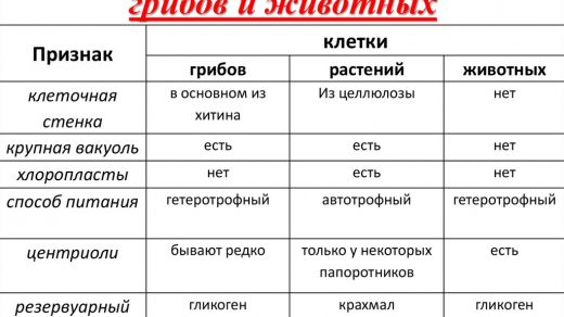 В чем разница между растениями, грибами и животными