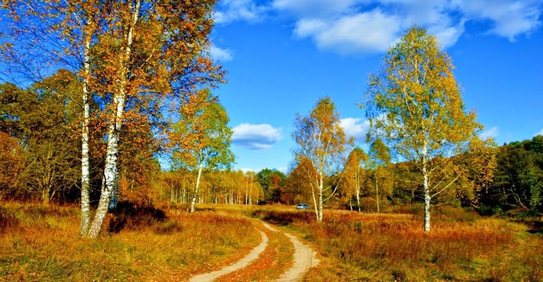 Осень средняя полоса. Леса средней России осенью. Осенний лес Брянск. Осенний пейзаж Брянск. Осень в средней полосе России рисунок.