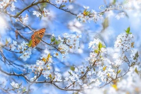 Весна Красивые фотографии (11)