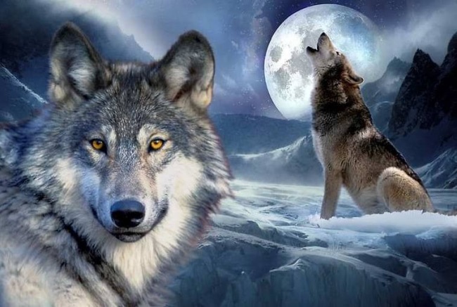 Волк красивые картинки (10)