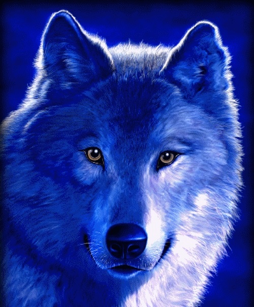 Волк красивые картинки (4)