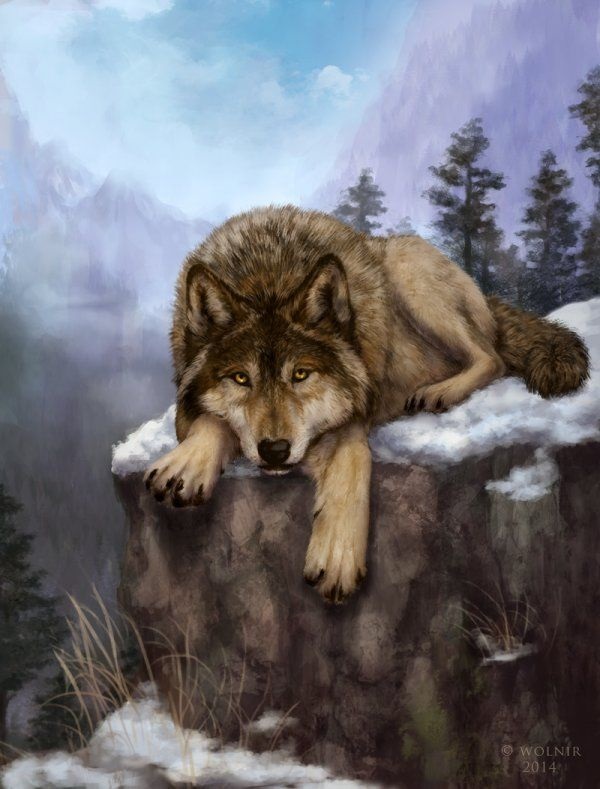 Волк красивые картинки (5)