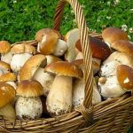 Как можно отличить грибы, растения и животных?