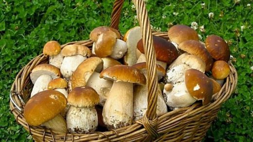 Как можно отличить грибы растения и животных
