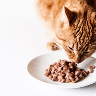 Как перевести маленького котенка с консервов на сухой корм 2
