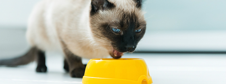 Как перевести маленького котенка с консервов на сухой корм