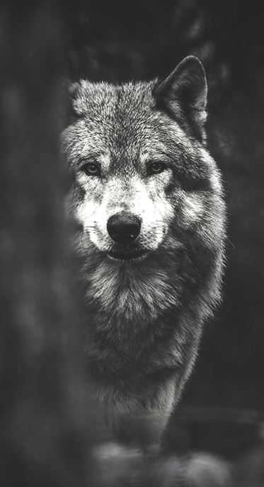 Картинки волк на аву (13)