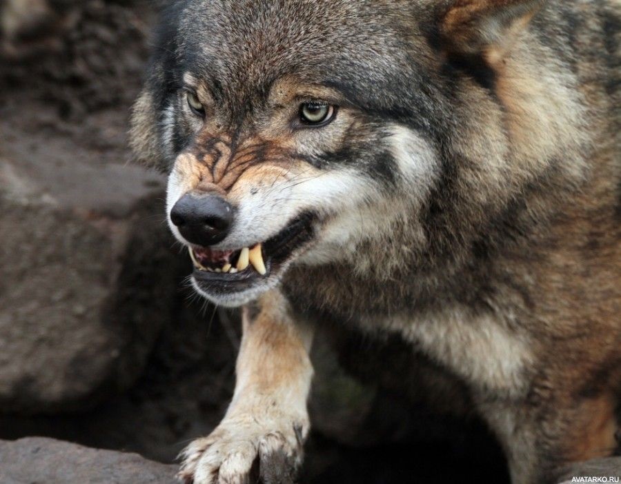 Картинки волк на аву (15)