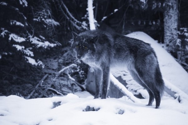 Картинки волк на аву (6)