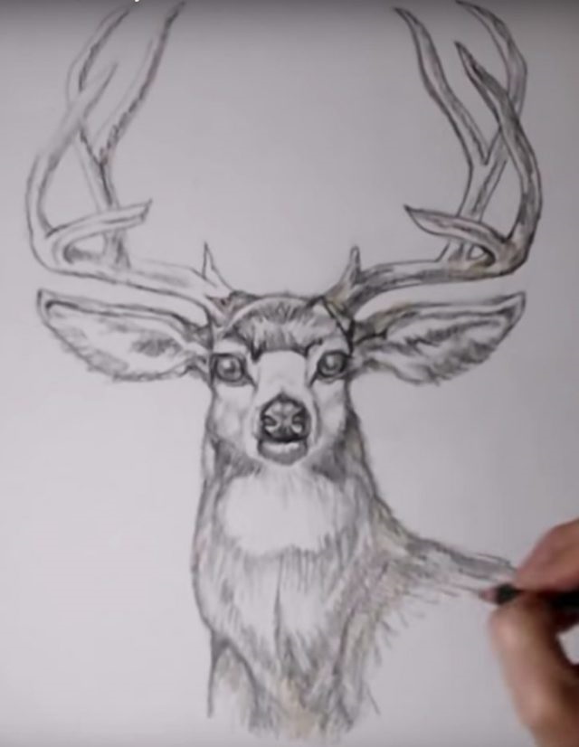 Красивые рисунки для срисовки олень (7)