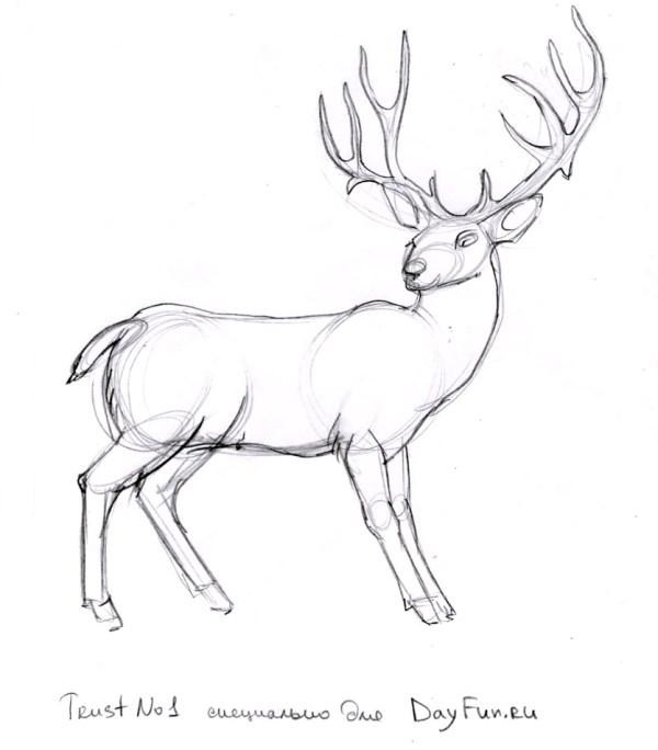 Красивые рисунки для срисовки олень (9)