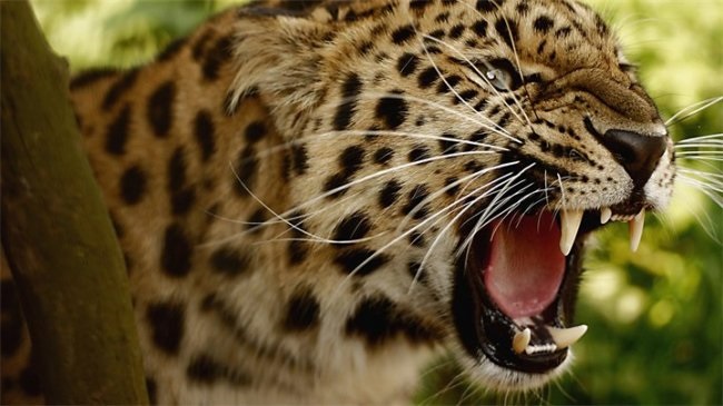 Леопард красивые картинки (11)