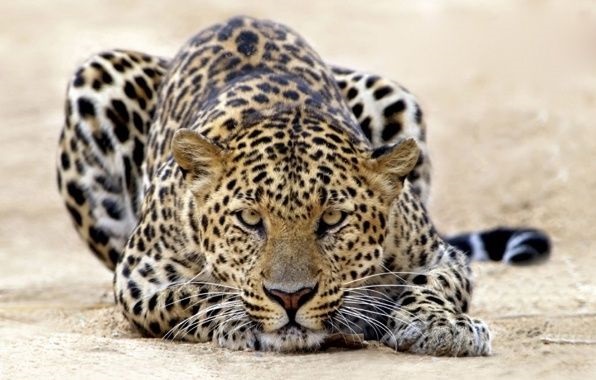 Леопард красивые картинки (12)