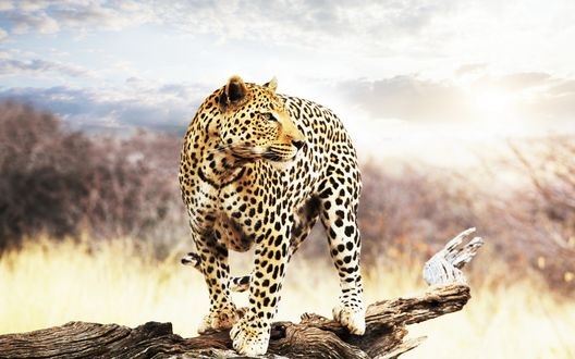 Леопард красивые картинки (13)