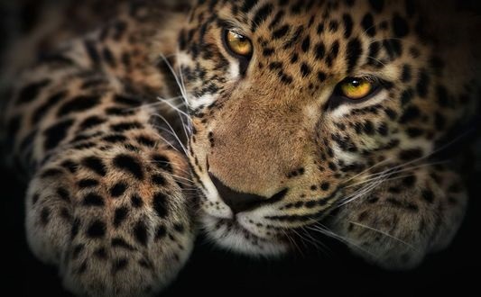 Леопард красивые картинки (14)
