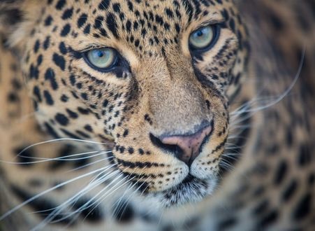 Леопард красивые картинки (15)