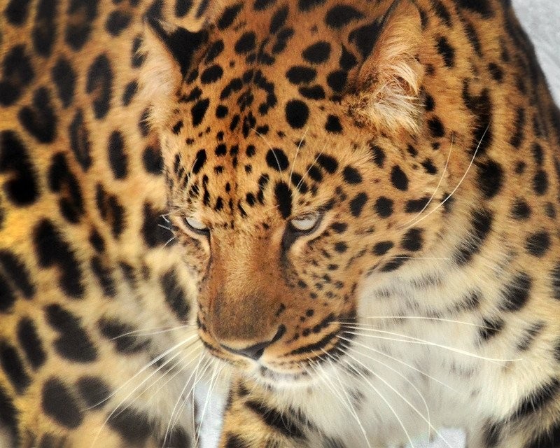 Леопард красивые картинки (16)
