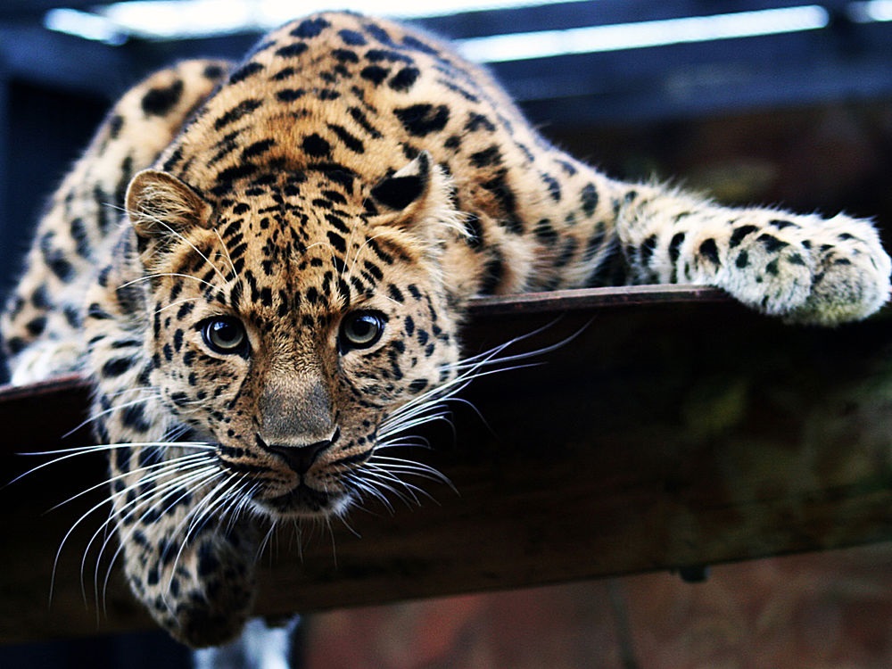 Леопард красивые картинки (17)
