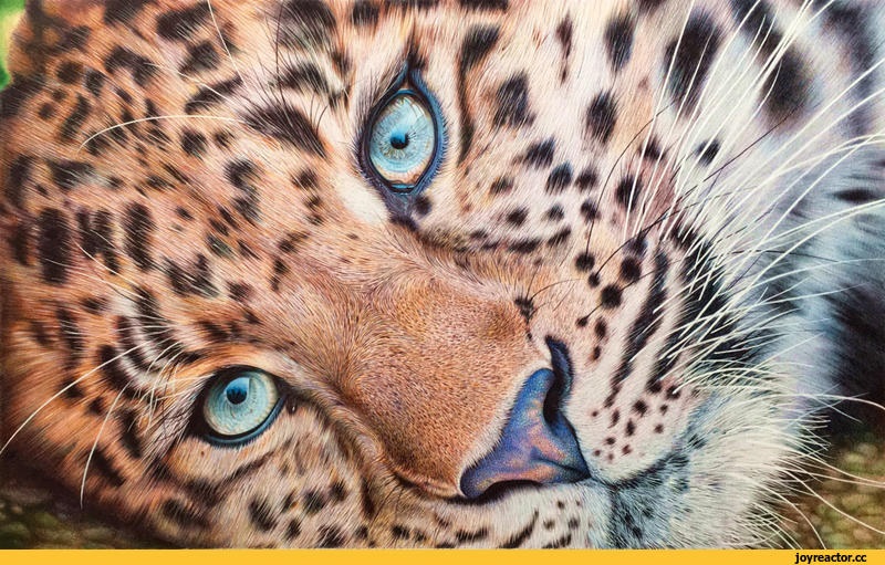 Леопард красивые картинки (18)