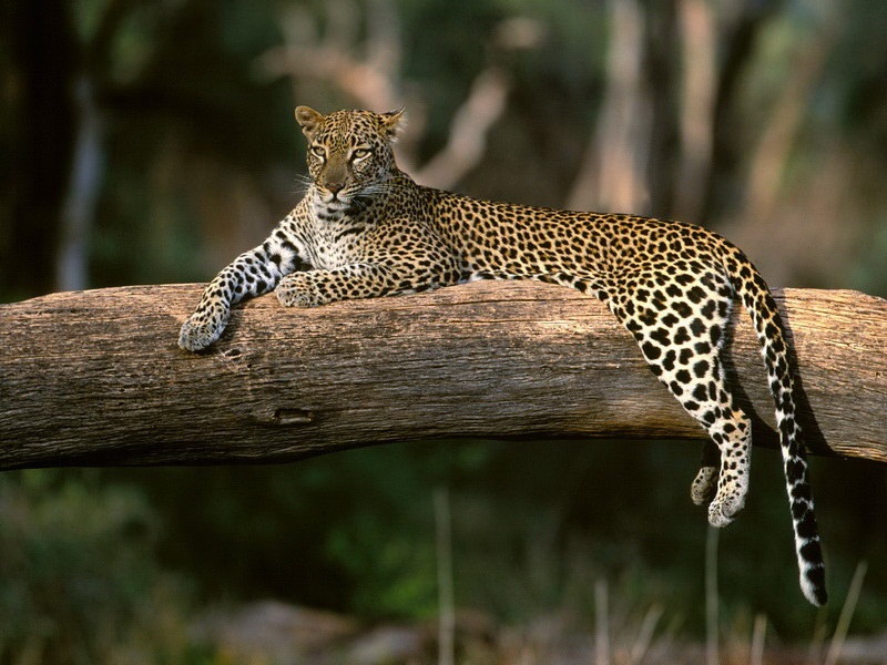 Леопард красивые картинки (2)