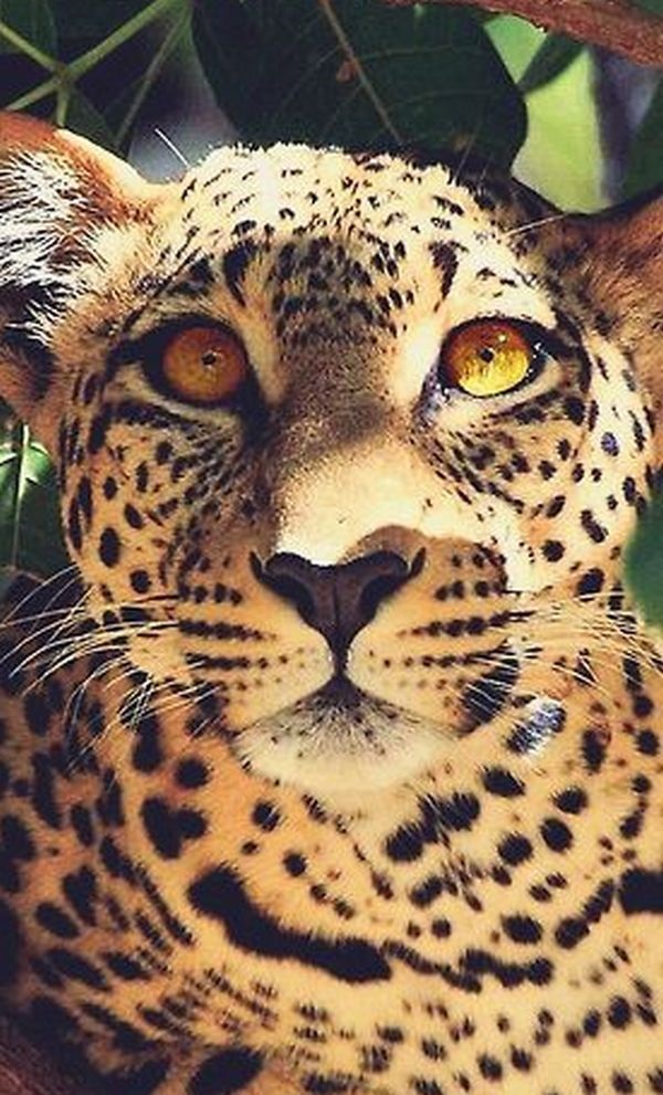 Леопард красивые картинки (20)