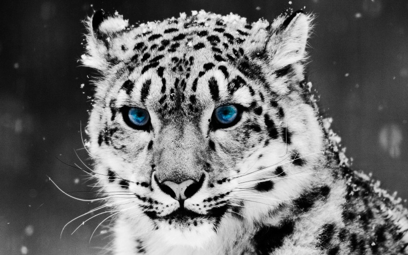 Леопард красивые картинки (23)