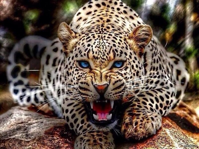 Леопард красивые картинки (24)