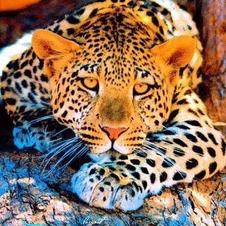 Леопард красивые картинки (4)